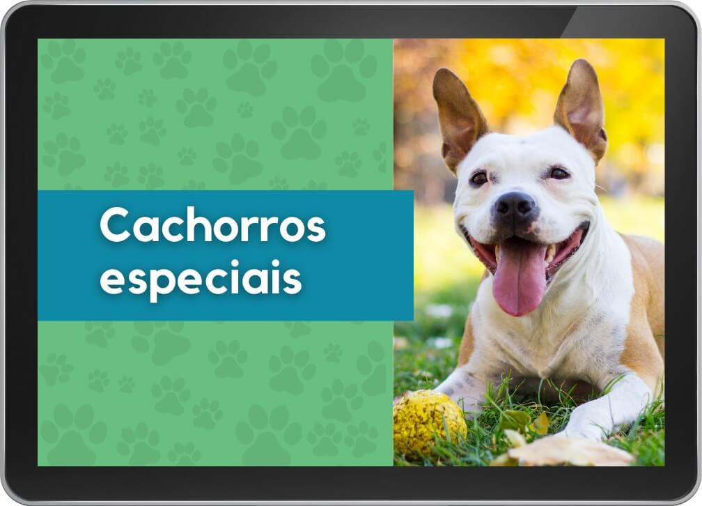 Cachorros especiais