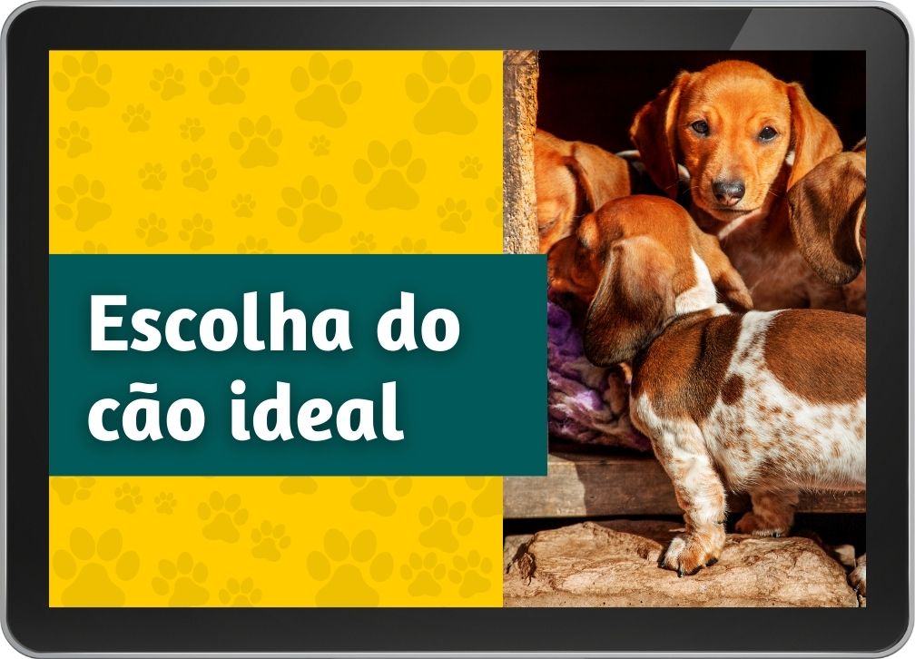 Módulo Escolha do Cão